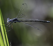 Damselfly